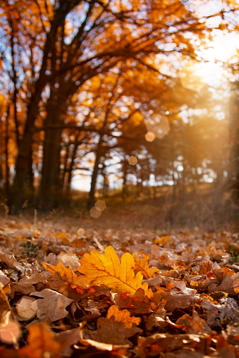 Fallen Oak Leaves under sunlight closeup autumn background