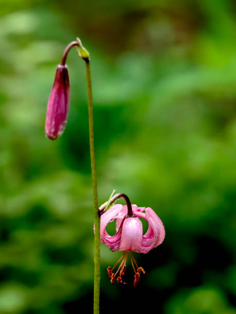 istock Lily martagon, a beautiful forest pink flower 1408897377