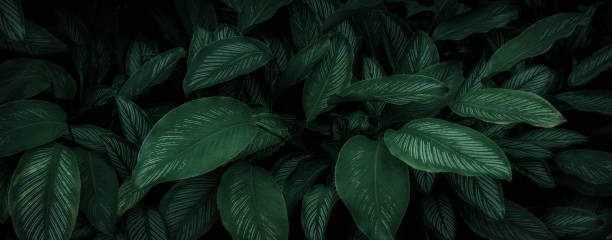 istock Dark green tropical leaf group background panoramic background concept of nature 1408897432