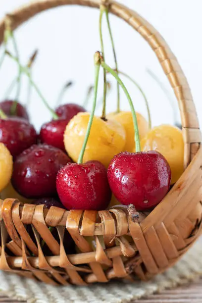 Ripe red and yellow cherries with water drops in a wicker basket. A closeup. Vertical shot. A pile of fresh organic summer fruit.