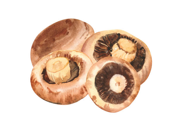 흰색 배경에 고립 된 수채화 맛있는 포르토 벨로 버섯 일러스트레이션을 손으로 ��그렸습니다. - edible mushroom portabello mushroom white background vegetable stock illustrations