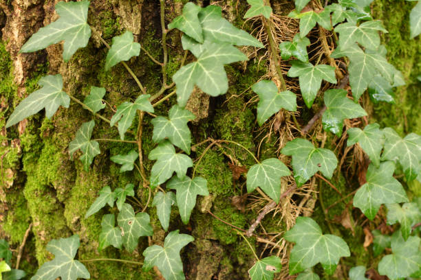 istock Ivy (Hedera helix) grows in the wild in the forest 1408898971