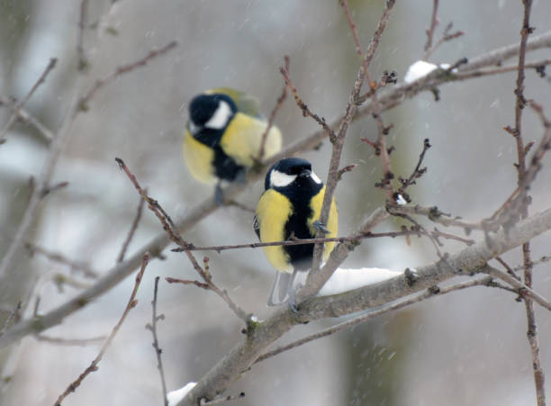istock The great tit (Parus major) on the branch 1408899008