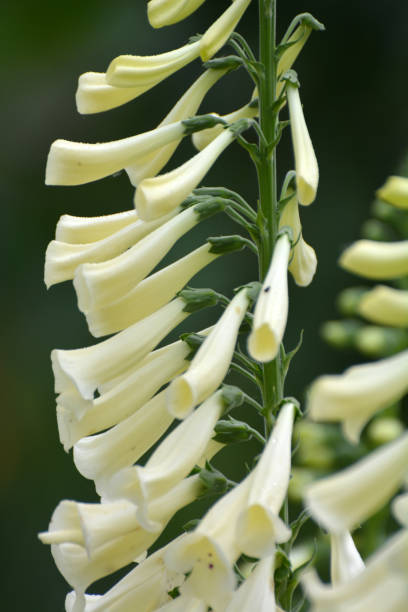 istock Digitalis (Foxglove) blooms in the summer garden 1408899033