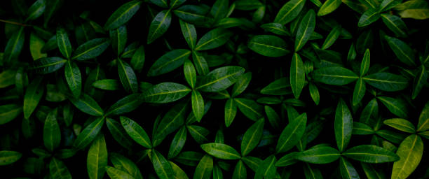 istock background of tiny green leaves 1408899459