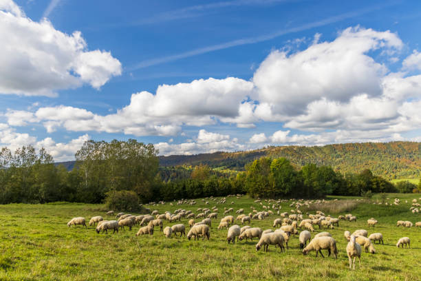 Hilly rural landscape:Alta Murgia National Park.Flock of sheep and goats grazing in a gloomy winter day.Italy,Apulia.Winterly scenery Apulian plateau with grasslands and agricultural land for pasture.