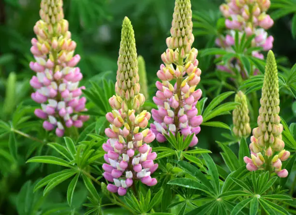 Photo of Lupine blooms in the spring garden