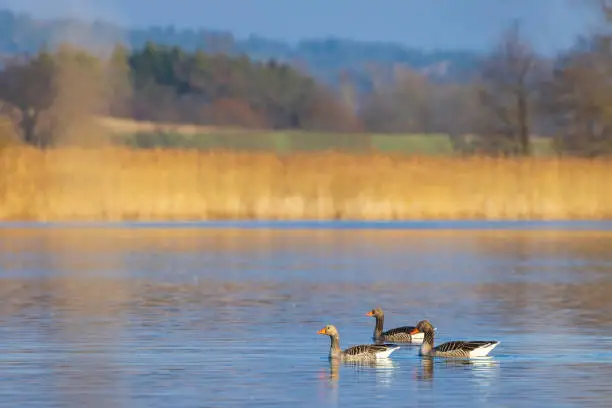 Great Goose, (Anser anser), Southern Bohemia, Czech Republic