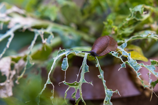 Slug in the garden eating a lettuce leaf. Snail invasion in the garden