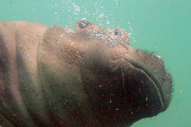 istock Close up of hippo under water 1408902942