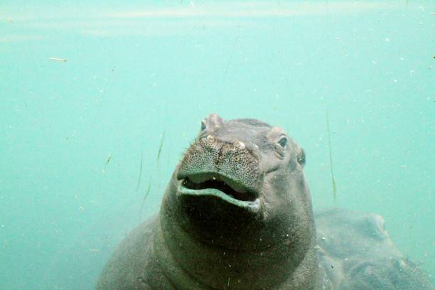 istock Close up of hippo under water 1408902958