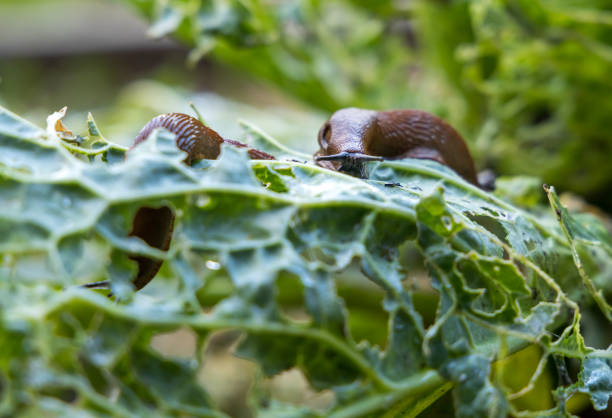 istock holes in salad feeded by snails 1408902968