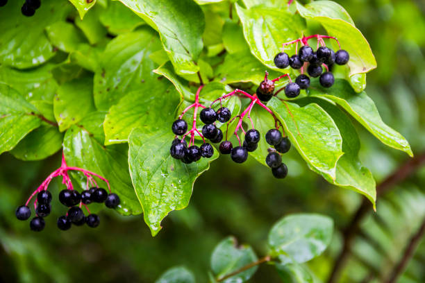 a black berries of bloody dogwood (Cornus sanguinea) close-up of a black berries of bloody dogwood (Cornus sanguinea) cornus sanguinea stock pictures, royalty-free photos & images