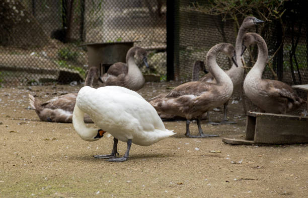 istock a one preening white swan (Cygnus olor) and some grey swans 1408906274