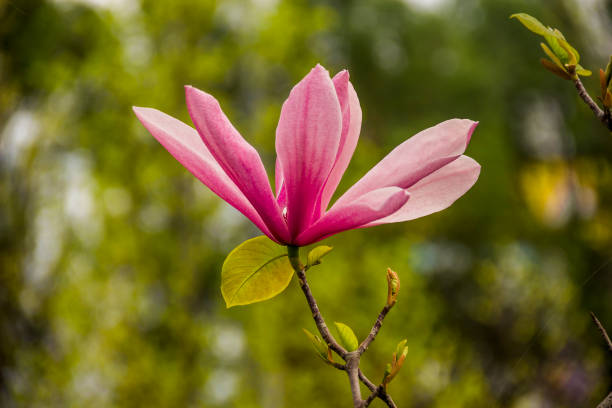 istock a blossoming purple magnolia (Magnolia liliiflora) 1408906282