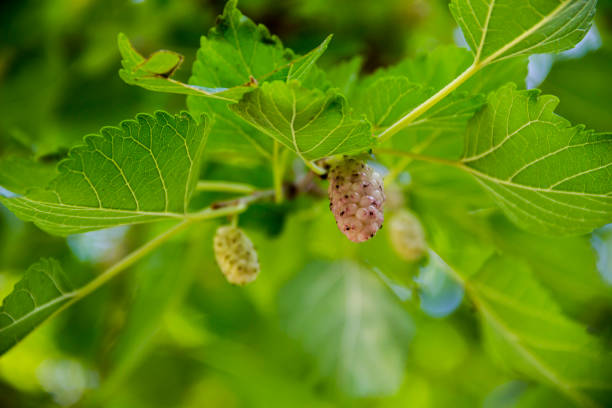 istock rope berries of white mullbery (morus alba) on the tree 1408906456