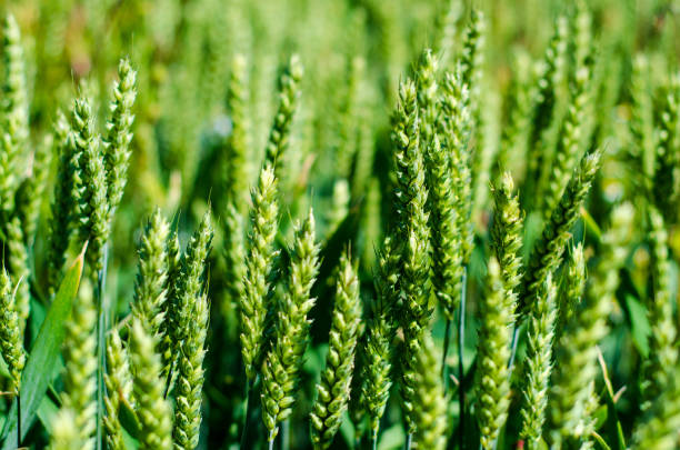 istock Wheat field. Green ears of wheat 1408906541