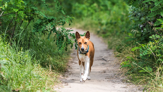 Basenji dog walking in the forest park on a hot summer day