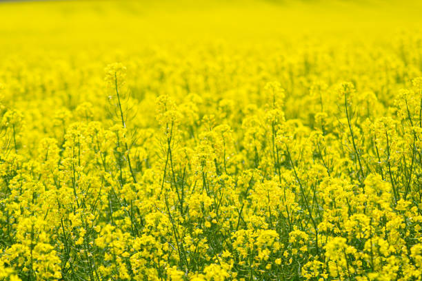 istock Field of rapeseed in bloom, totally yellow. 1408907614