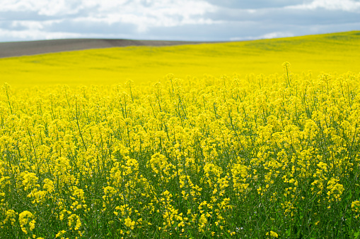 In spring with the horizon with light clouds a field of rapeseed in bloom, the flower is a luminous yellow color, no one can be seen.