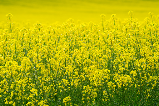 Rape flowers close-up against a blue sky with clouds in rays of sunlight on nature in spring. Soft focus, copy space.