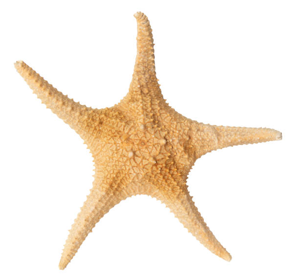 istock Seashell starfish top view isolated on white background with clipping path 1408908152