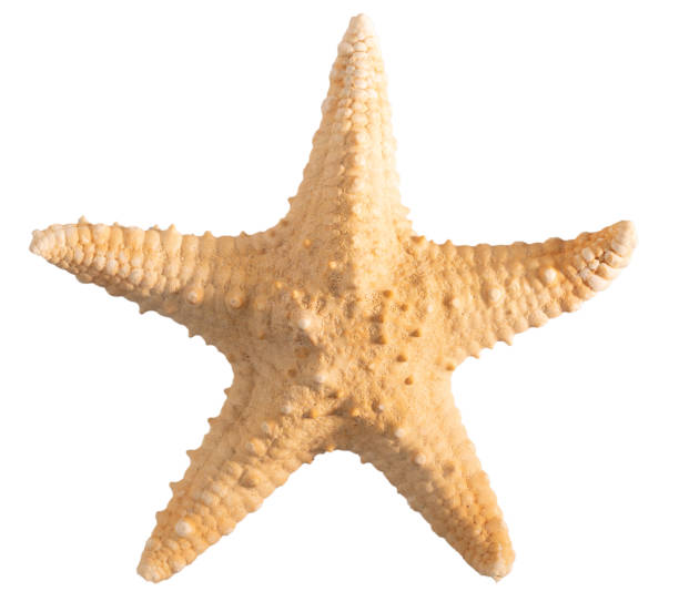 istock Seashell starfish top view isolated on white background with clipping path 1408909424