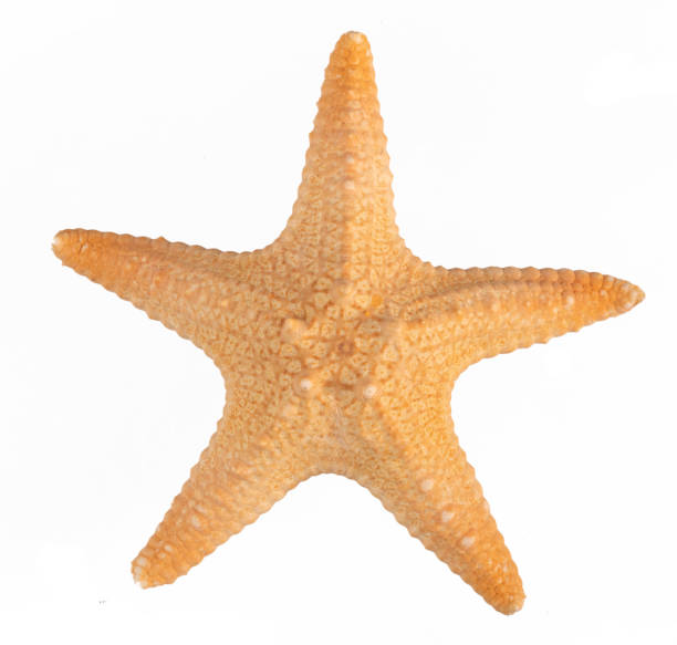 istock Seashell starfish top view isolated on white background with clipping path 1408909453
