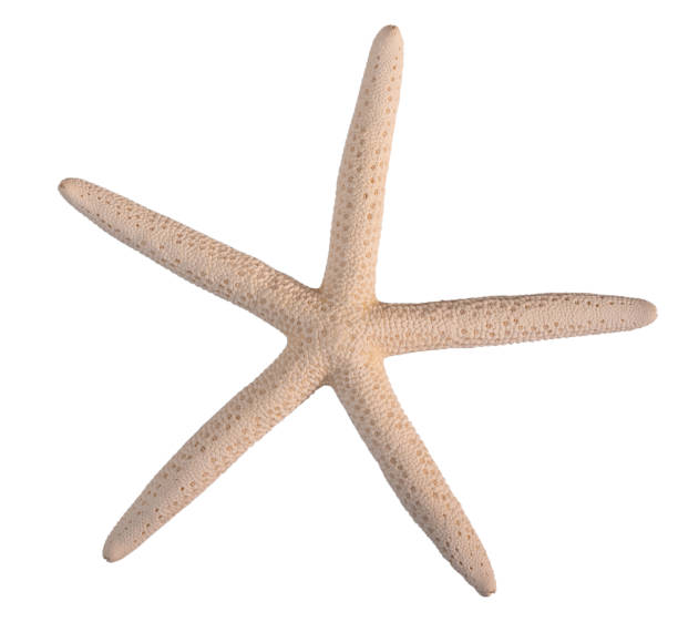 istock Seashell starfish top view isolated on white background with clipping path 1408909466