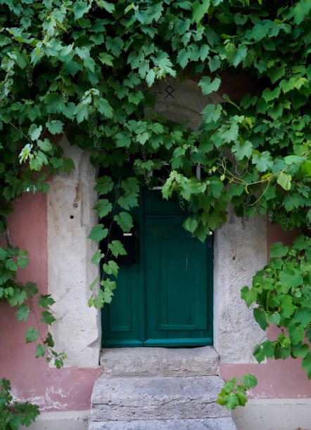 istock Old green door with grape vines growing around it 1408909537