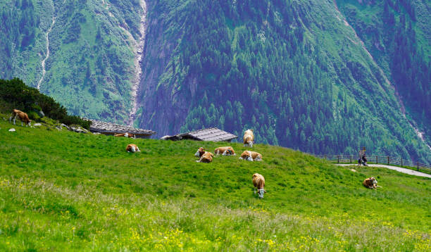 istock Herd of cows in the mountains, Alps 1408909569