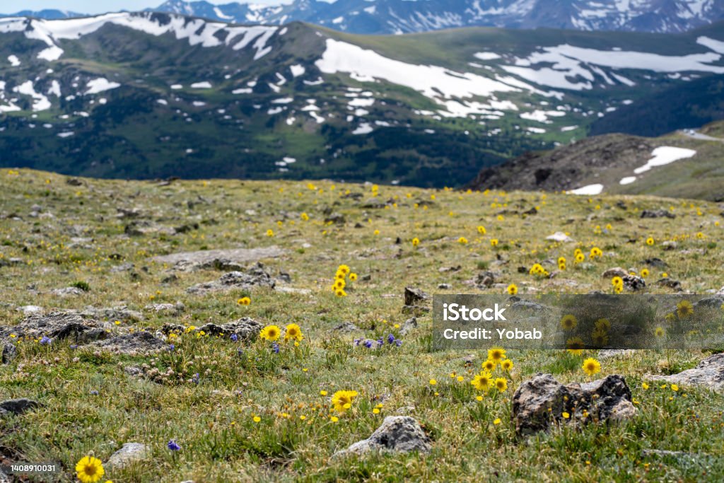 Alpine flower in bloom during the short summer at Rocky Mountain National Park Beauty In Nature Stock Photo