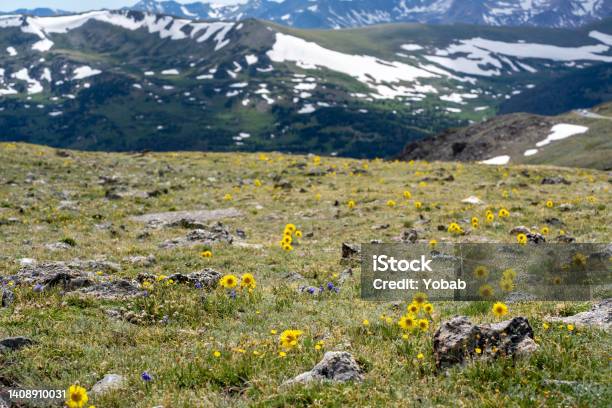 Alpine Flower In Bloom During The Short Summer At Rocky Mountain National Park Stock Photo - Download Image Now