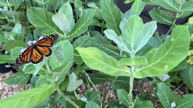 Monarch Butterflies on Milkweed plants