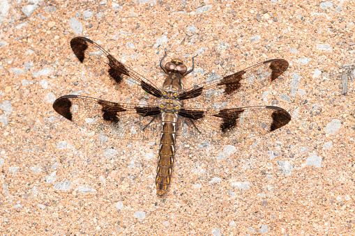 Female long-tailed skimmer dragonfly resting on my patio