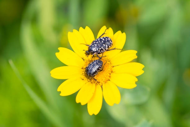 istock Mediterranean spotted chafer (Oxythyrea Funesta) on a yellow flower 1408914486