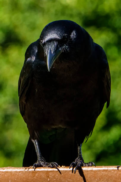 istock Large Black bird looms large on the deck 1408918253