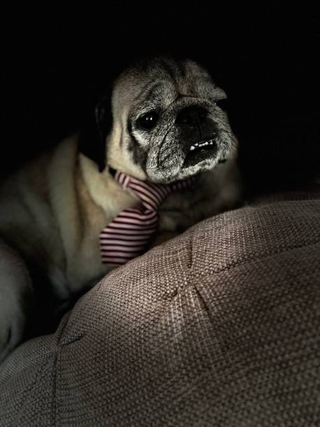 istock Funny pug in red tie lying on the pillow￼ 1408918364