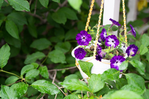 Close-up of purple petunia flowers in bloom