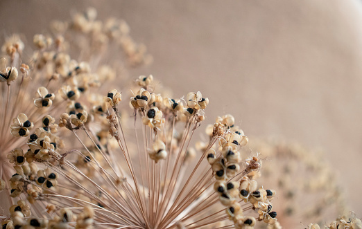 beige natural background of dried seeds