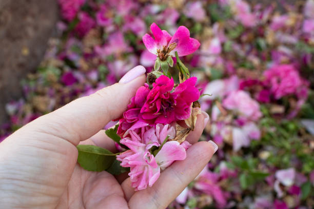 istock dry pink rose petals 1408921171