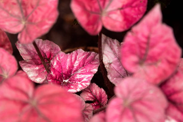 istock Background of red leaves 1408921226