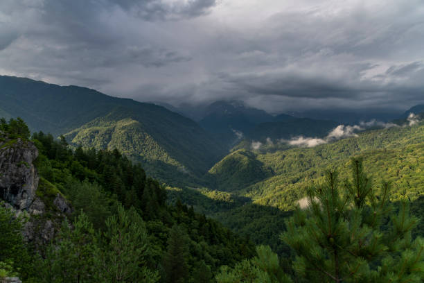 Beautiful forest landscape green hills in the mountains.
