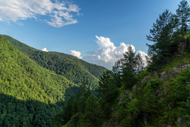 Beautiful forest landscape green hills in the mountains.