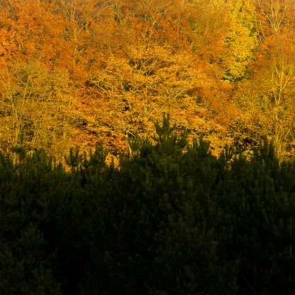 Fir trees with sunlit beech trees in autumn -Elveden, November 2017