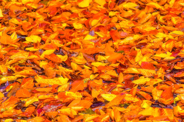 Dry autumn leaves standing at ground during day time.