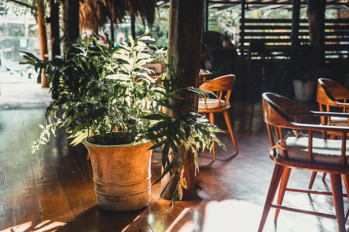 Stylish interior design of veranda, patio, cafe with tropical plant