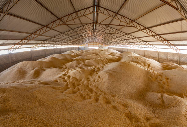 vista panorámica del interior de una enorme bodega repleta de maíz - white corn fotografías e imágenes de stock