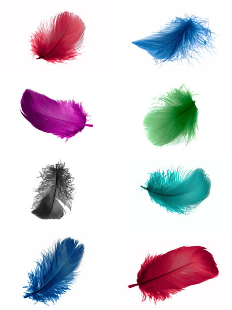 istock colorful feathers of a goose on a white isolated background 1408927262