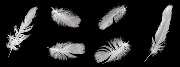 istock white feather of a goose on a black background 1408927316